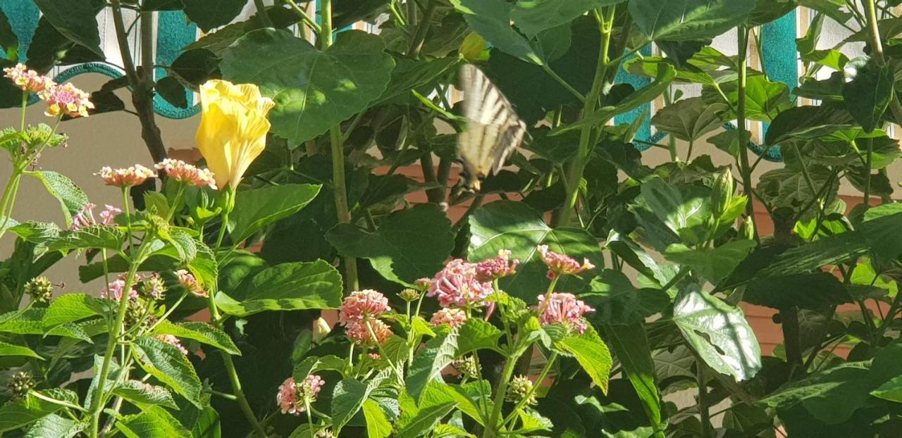 Appartamento Con Giardino Sul Mare Gallipoli Luaran gambar